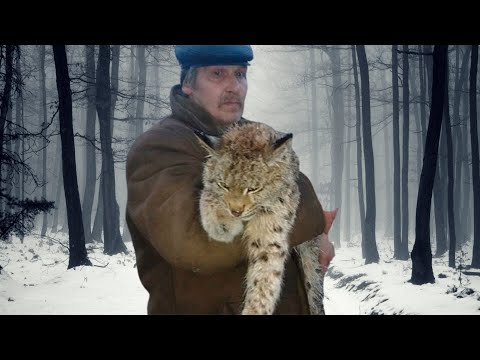 Видео: Умирающая рысь упала в руки мужчины, надеясь на спасение. Спустя год она вернется к нему