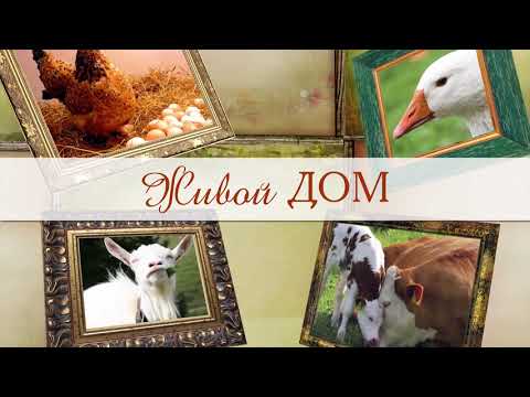 Видео: Как собрать стратегический запас птицеводу?