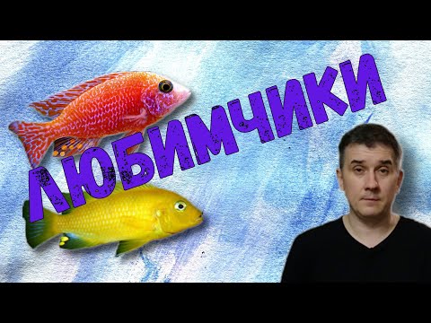 Видео: Прогулка по разводне / Цихлиды / Скалярии / Малявочник / Мальки