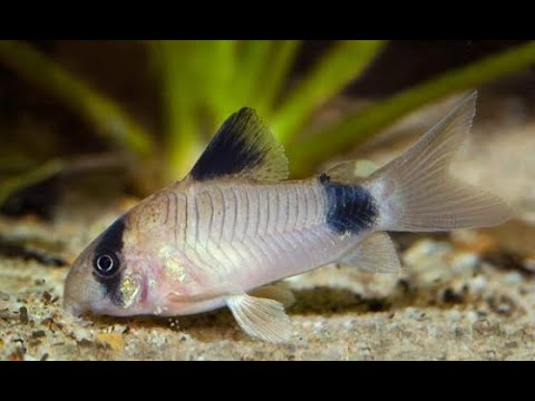 Видео: Разведение коридорасов панда