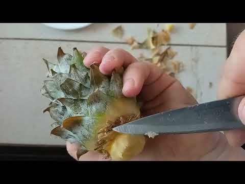 Видео: Выращивание комнатного ананаса из коронки ананаса из магазина