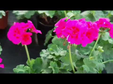 Видео: Питомник ,,ОЗЕЛЕНЕНИЕ"  ГБУ г.Москва . Доступные цены !