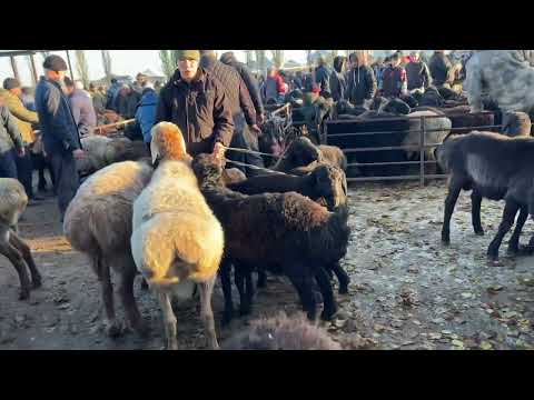 Видео: Ассаламу алайкум достор 2024, 17 ноябрь Кой эчки баалары укмуш👍👍👍