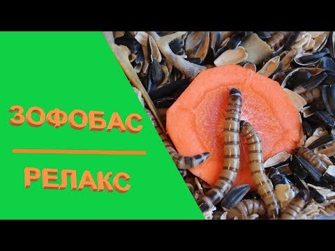 Видео: Зофобас. Релакс. В мире животных
