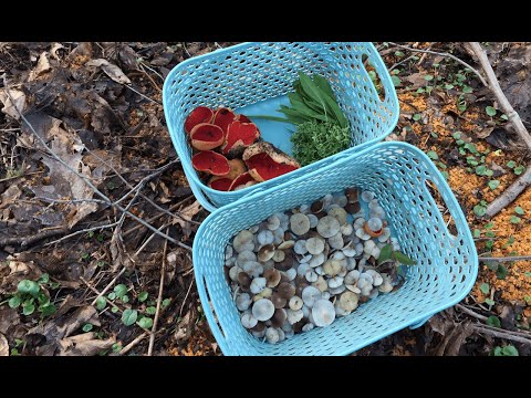Видео: Гігантські саркосцифи та крихітки стробілюруси = справжній делікатес/ Або за грибами 16 березня 2023