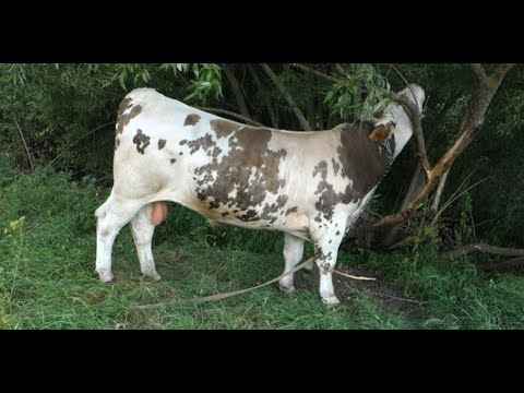 Видео: Выпустил быков весной на пастбище. Результаты 3 месяца спустя.