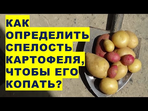 Видео: Как определить спелость картофеля? Когда начинать уборку урожая картошки?