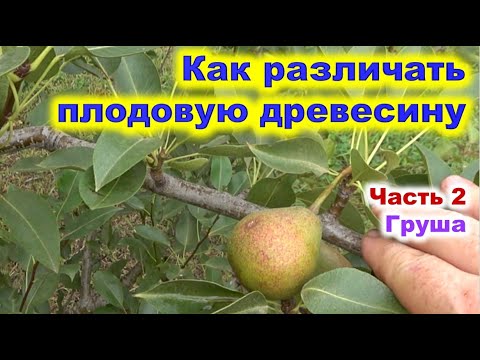 Видео: Как различать плодовую древесину груши