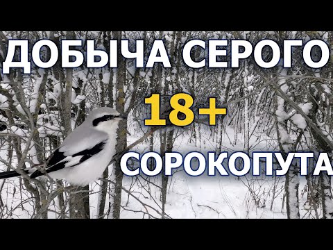 Видео: Почему сорокопута называют мясником?