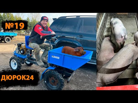 Видео: №19 Мой выход из положения,когда свинка в охоте,но не подпускает хряка✔