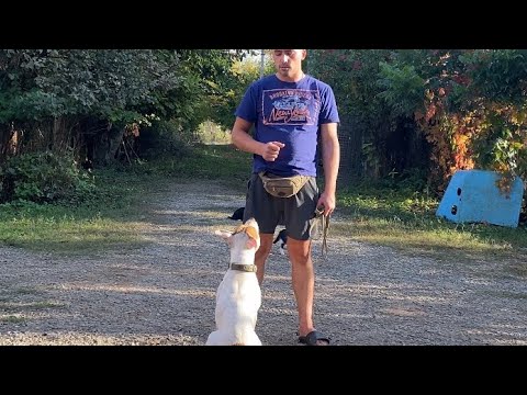 Видео: Ам.стафф Тоффи -Отработка команды ко мне!