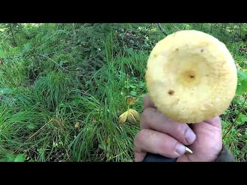 Видео: Грибы.Лесная избушка.Лоси на солонце.