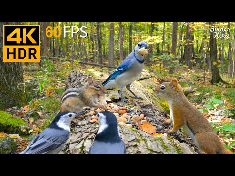 Видео: КОШКА ТВ 😺🐦 Милые птицы и белки в лесу 🐿 4K HDR