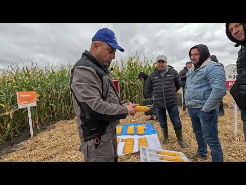 Видео: День поля PIONEER: Захист кукурудзи Corteva та результати живлення YaraMila (Частина 2)