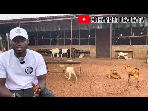 Видео: Как стать успешным фермером-козоводом (Gunda Farms)