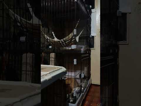 Видео: НОВОСТИ И ПРОБЛЕМЫ КОШКИНОГО🏠, 19.10.25