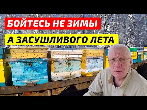 Видео: АНОМАЛЬНЫЕ зимы в пчеловодстве! Экстремальная погода угрожает выживанию медоносных пчел!