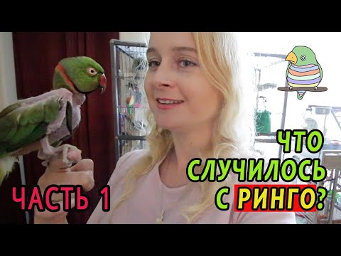Видео: ЧТО СЛУЧИЛОСЬ С РИНГО |ЧАСТЬ1 | КАК К НАМ ПОПАЛ ПОПУГАЙ БЕЗ ПЕРЬЕВ