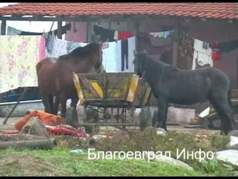 Видео: Шекер махала - Петрич