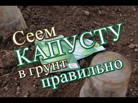 Видео: Как правильно посеять капусту в грунт. (17.05.2016)