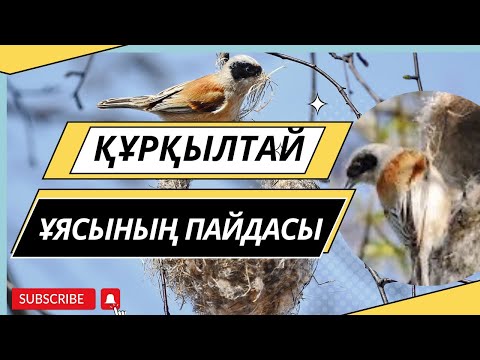 Видео: ҚҰРҚЫЛТАЙДЫҢ ҰЯСЫНЫҢ ПАЙДАСЫ | ТАБИҒАТТЫҢ КЕРЕМЕТІ. 80 ауруға ЕМ киелі құстың ҰЯСЫ