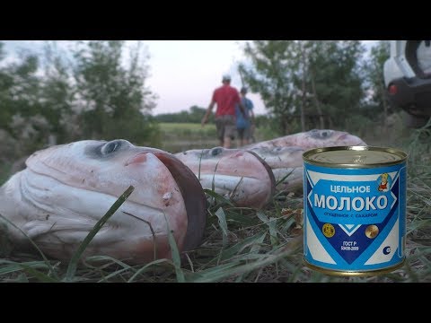 Видео: Сгущенка рулит. Толстолобы клюют .Часть2