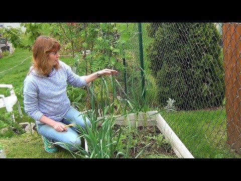 Видео: Всходы бульбочек чеснока