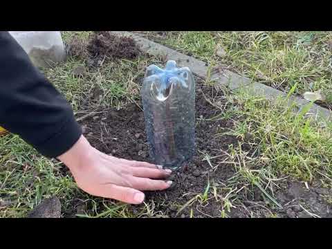 Видео: Найлегший спосіб розмноження троянд!