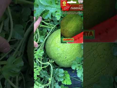 Видео: 23.08.25  Арбузы, дыни.Обработка серой ,магий ,кальций ,калий,супфосфат.обработка по листу.Лен.обл