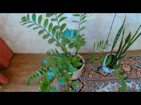 Видео: Замиокулькас спустя три месяца после реанимации | Размножаю замиокулькас разными способами.