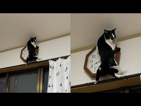 Видео: Кошки просто делают то, что у них получается лучше всего 🤣 Смешные видео с кошками 2025 🐱 Часть 92