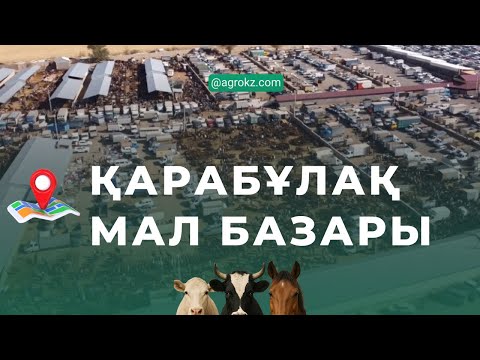 Видео: Қарабұлақ мал базары! 🥩Еттің бағасы қанша болып жатыр? Ірі қара мал бағасы қанша?