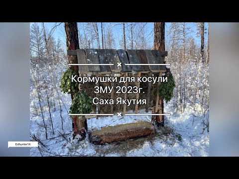 Видео: Кормушки для косули / ЗМУ 2023 / Саха Якутия
