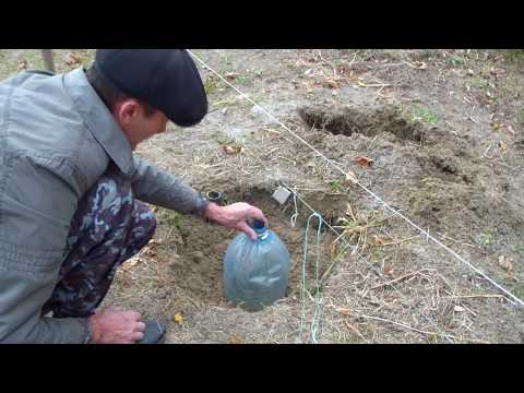 Видео: Укрытие молодых саженцев винограда.