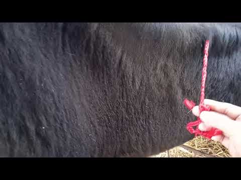 Видео: Оберег для коровы. Старинный совет