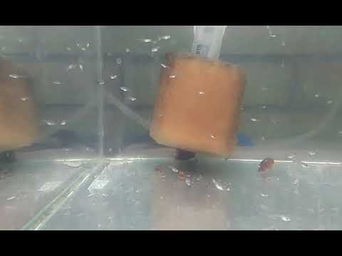 Видео: Результат запуска аулофорус,икра ампулярий,ОБЗОР