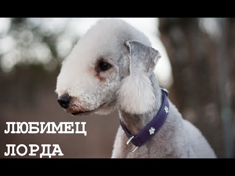 Видео: Любимец лорда, полезный охотник и друг. Бедлингтон терьер.