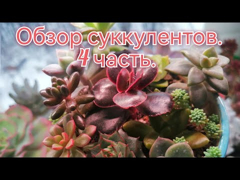 Видео: 🌿Обзор коллекции суккулентов.🌿 Январь 2024г.🌿 4 часть🌿