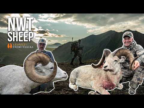 Видео: Охота всей жизни | Два барана Далла на Северо-Западных территориях!