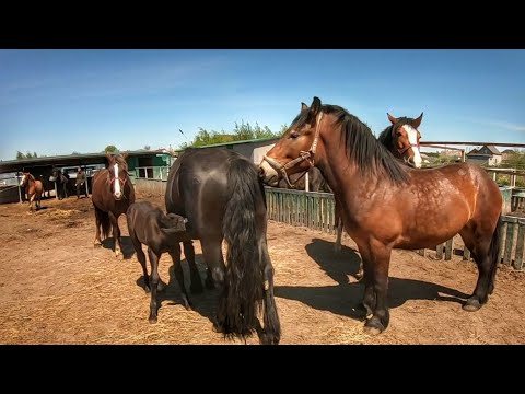 Видео: 🆕🚛НОВИЙ ПРОЕКТ 😎ГЕНДЛЯР РОЗПОЧАТО🤠/ЯК ЗАВЖДИ ЦЕ ХАЗЯЙСТВО НА ВИСОТІ💯