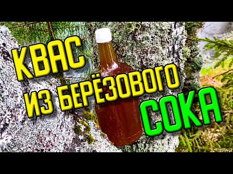 Видео: Как сделать квас из берëзового сока без сахара