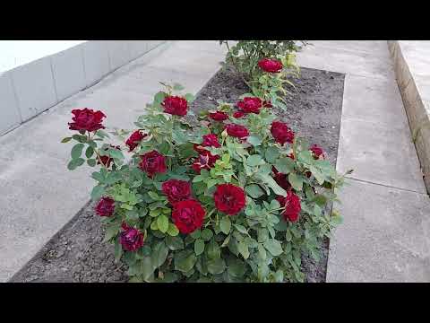 Видео: 12 ноября 2025 г.