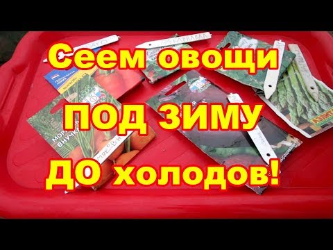 Видео: Сеем морковь под зиму до холодов супер способом!