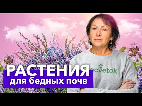 Видео: ЭТИ РАСТЕНИЯ ПЫШНО ЦВЕТУТ И ОТЛИЧНО РАСТУТ ДАЖЕ НА САМОЙ БЕДНОЙ ПОЧВЕ!