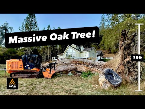 Видео: Измельчаем самое большое дерево в нашей карьере! Владелец остался недоволен впечатляющим результа...