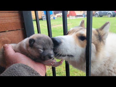 Видео: Чеза дай посмотреть щенков
