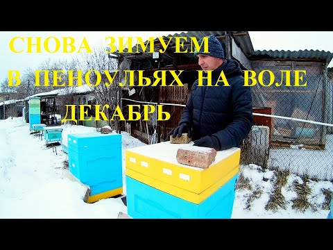 Видео: Зимовка в пеноульях на воле с верхней вентиляцией. Карника F1. Южный Урал