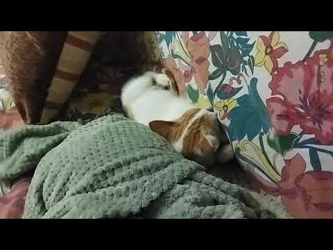 Видео: Сладко спим.+ещё и ещё раз моё мнение о которождении (и не только).
