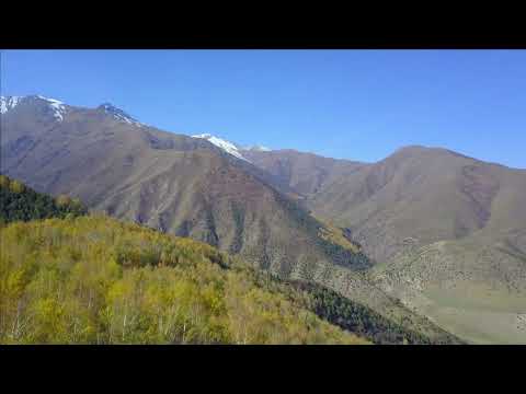Видео: Берёзовая роща Бойрок в ущелье Ала-Арча. Кыргызстан. 01.10.23