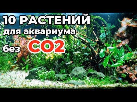 Видео: 10 простых растений для аквариума без CO2